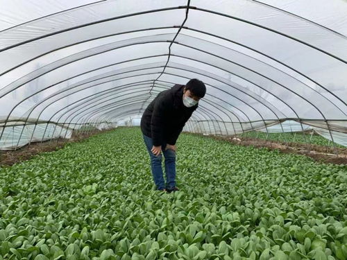 如東某種植戶有75噸蔬菜欲捐湖北,誰(shuí)能幫幫他