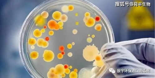 戚風蛋糕檢測不合格原因是什么 菌落總數(shù),霉菌
