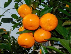 水果農(nóng)藥殘留超標(biāo)等 一批食用農(nóng)產(chǎn)品被檢出不合格