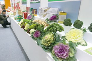 12月3日至9日全國食用農(nóng)產(chǎn)品市場(chǎng)價(jià)格比前一周上漲0.6