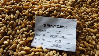 小麥"大掉價"!河南小麥突迎"妖風(fēng)"!附:5月16日小麥價格